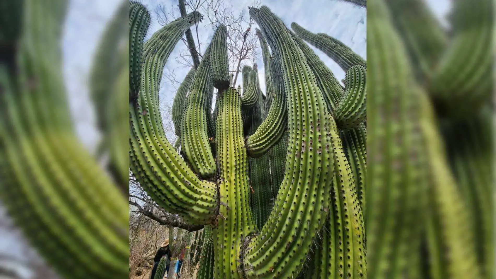 Santuario de los Cactus para vacaciones